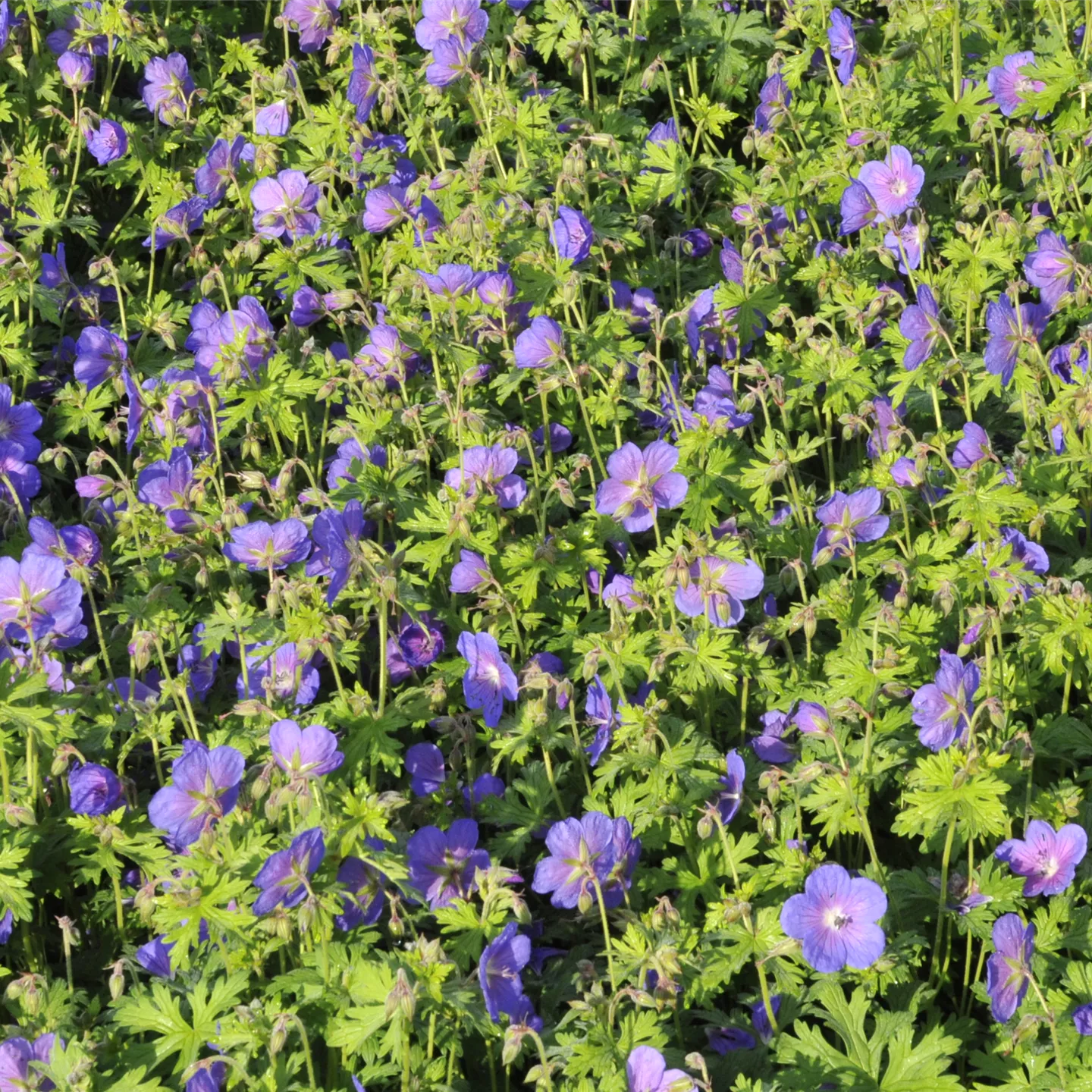 Geranium himalayense 'Gravetye'