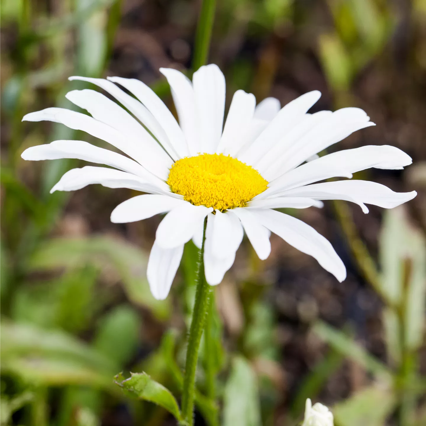 Leucanthemum x superb.'Silberprinze', gen.