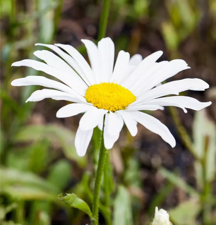 Sommer-Garten-Margerite