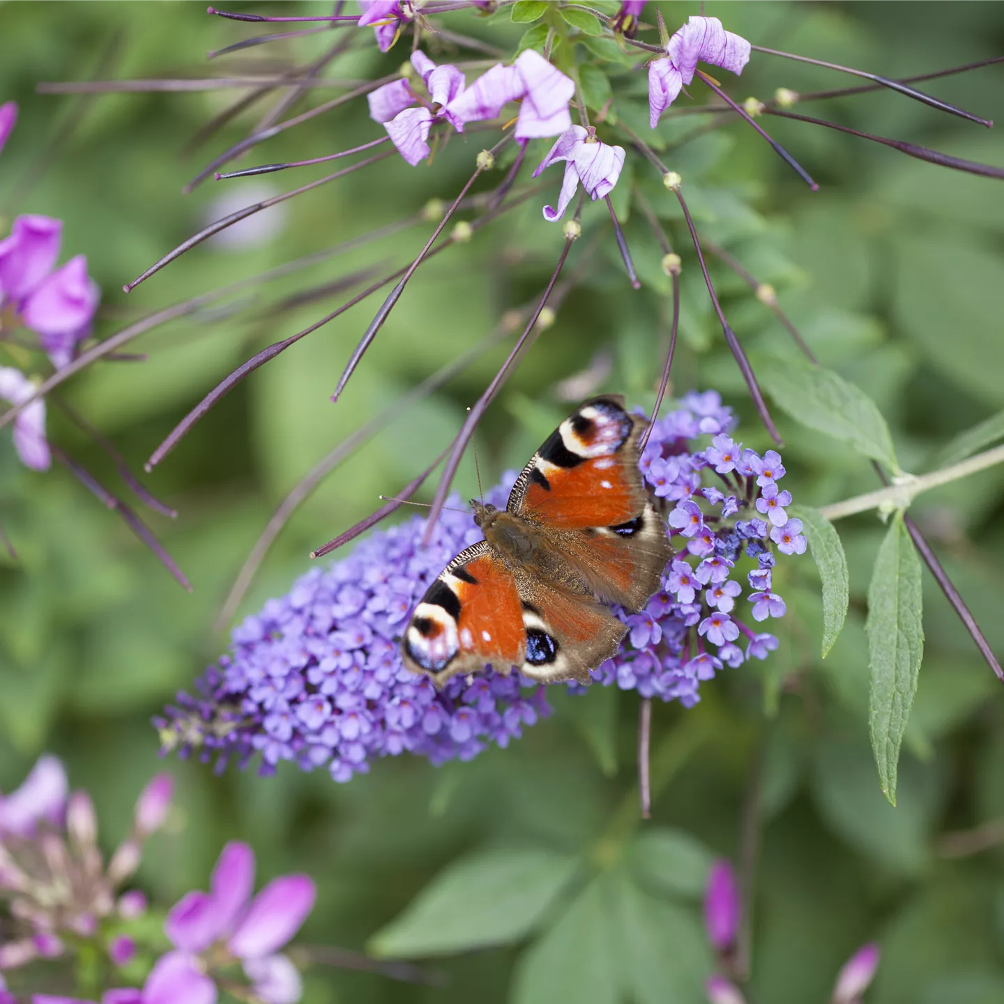 Buddleja davidii 'Ellen's Blue'