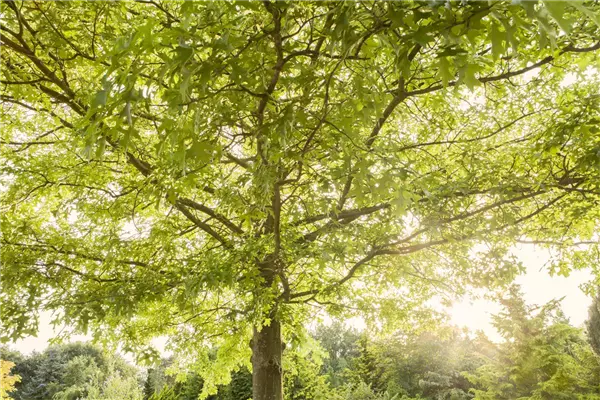 Quercus palustris Sumpf-Eiche