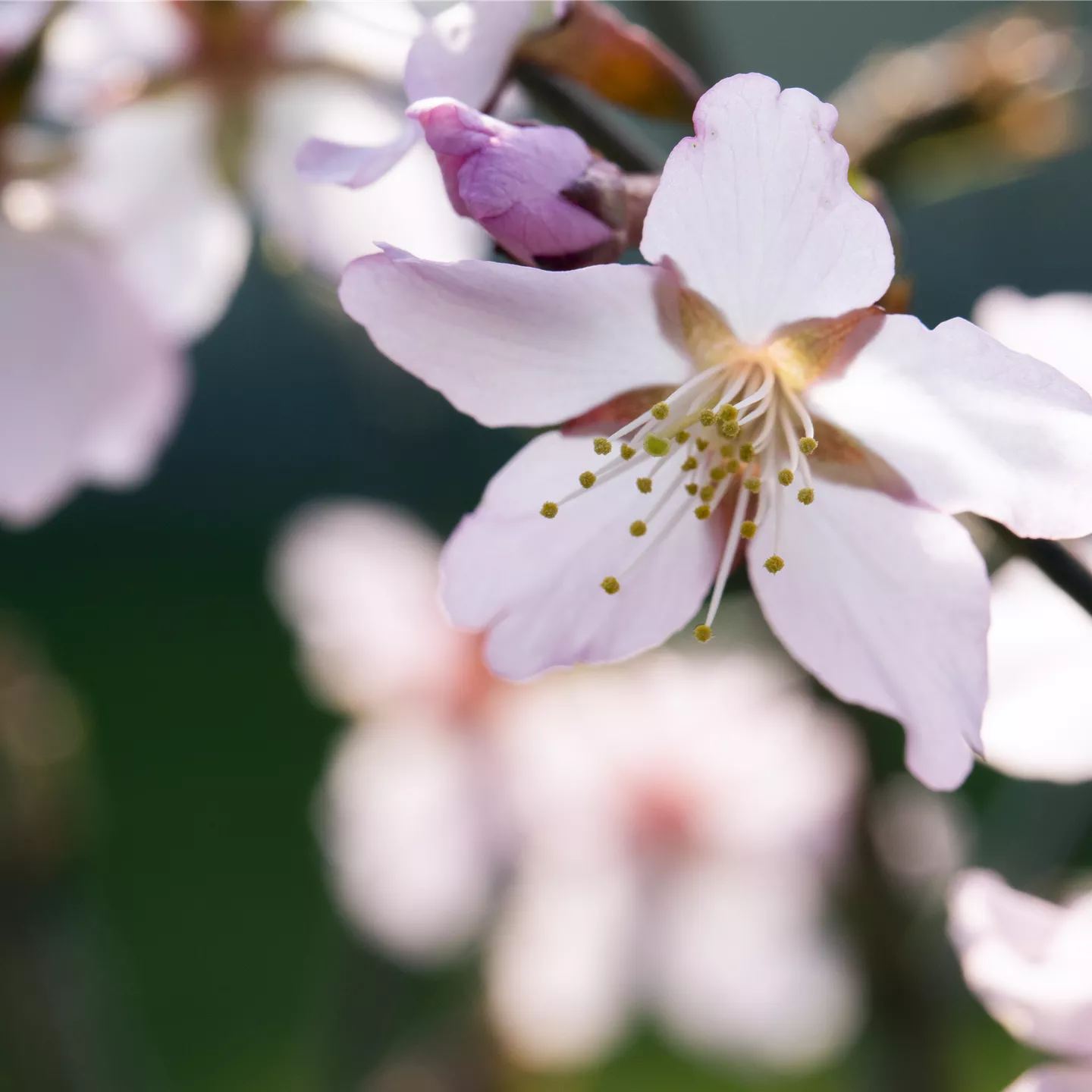 Prunus kurilensis 'Ruby'