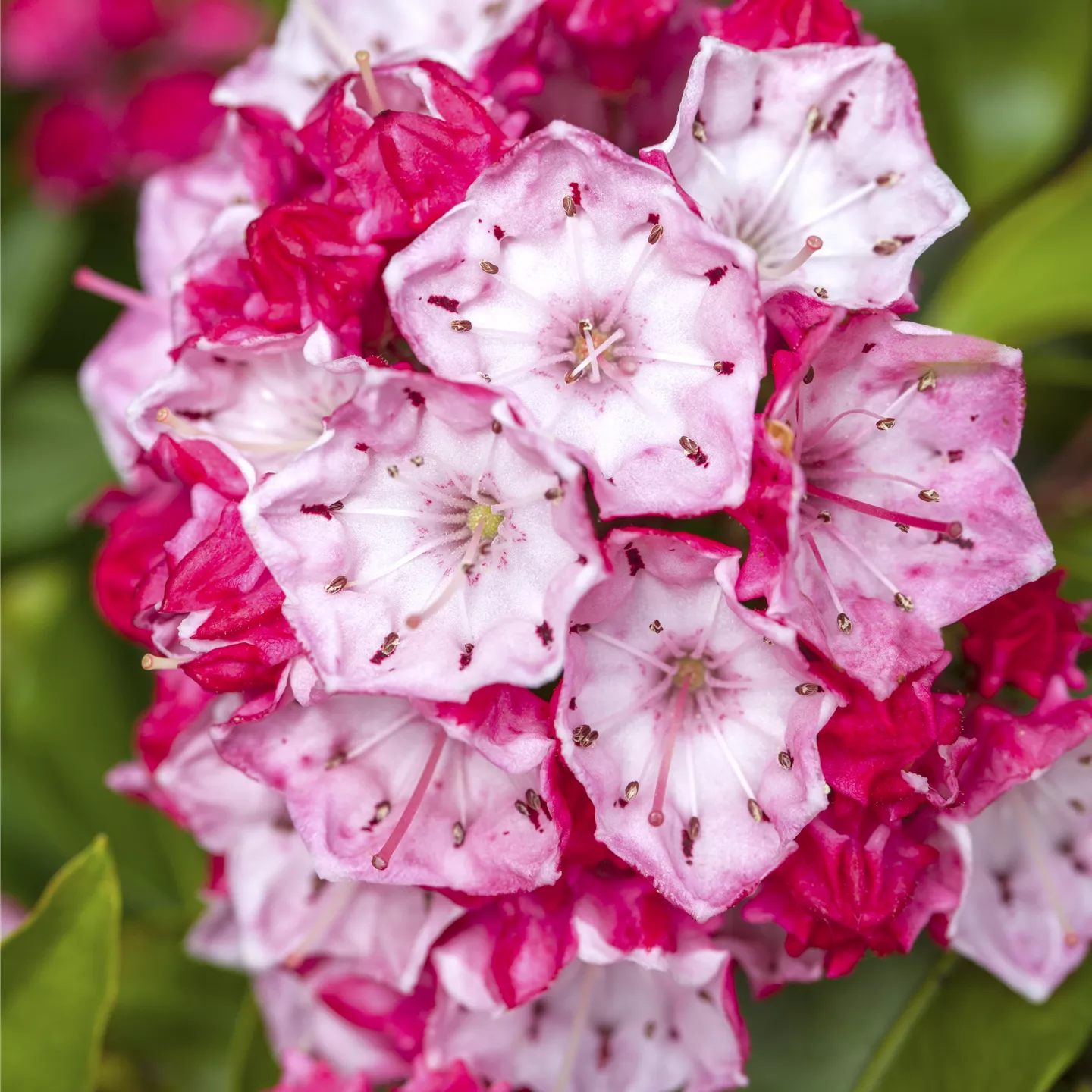 Kalmia latifolia 'Olympic Fire'