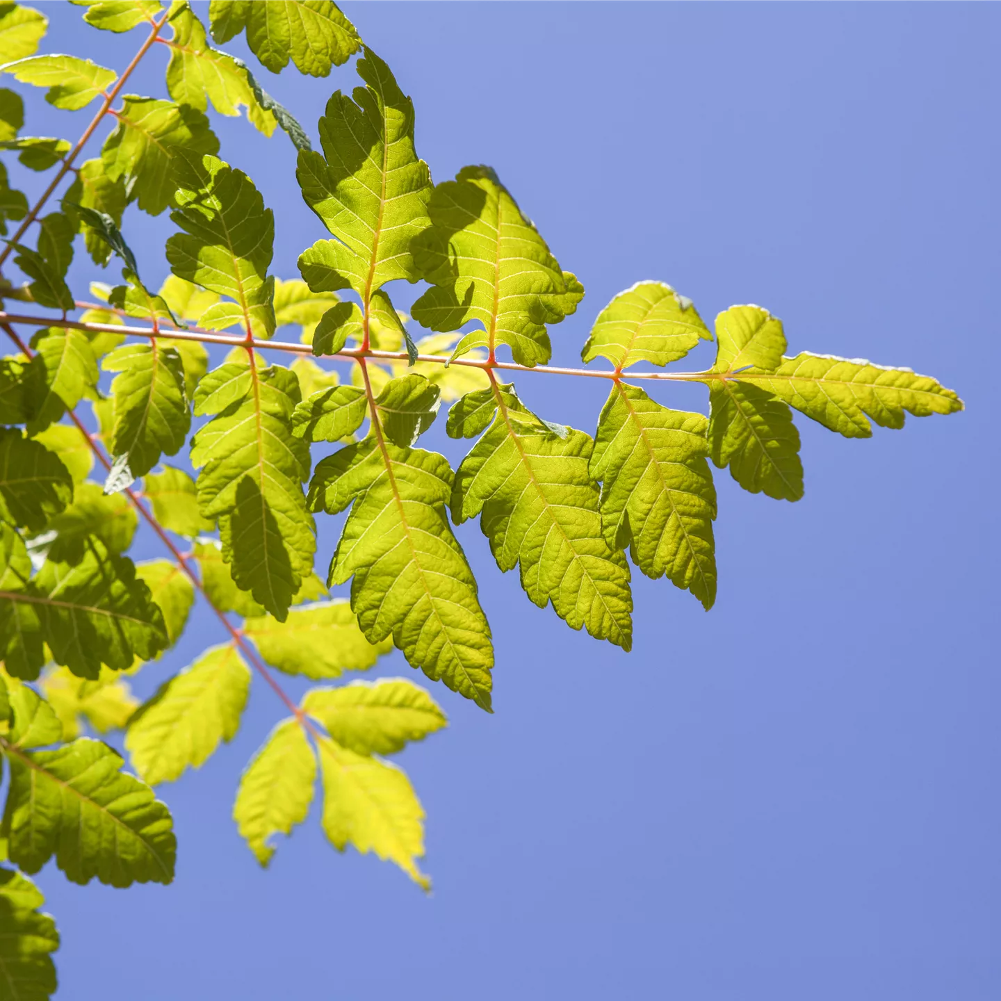 Koelreuteria paniculata