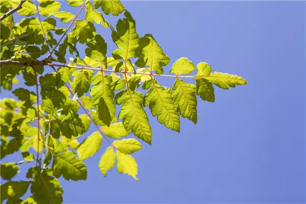 Koelreuteria paniculata (Solitärgehölze) Blasenesche