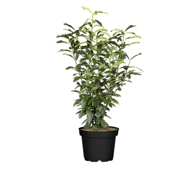 Lorbeerkirsche 'Genolia' -R- Lorbeerkirsche 'Genolia' -R-