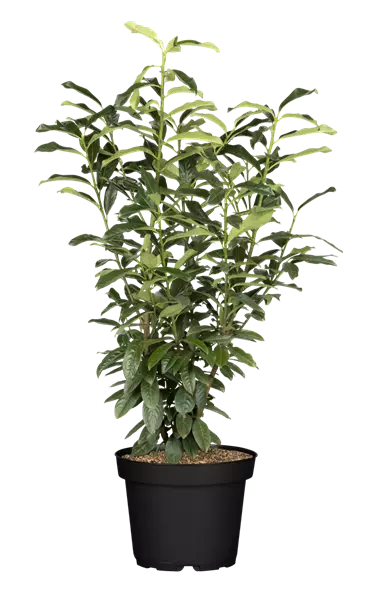 Prunus lauroc.'Genolia'  -R- Lorbeerkirsche 'Genolia'  -R-
