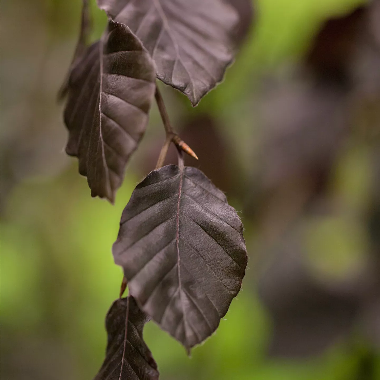 Fagus sylvatica 'Purple Fountain' Fagus sylvatica 'Purple Fountain'