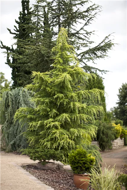 Cedrus deodara, Himalaya-Zeder im Pflanzenshop