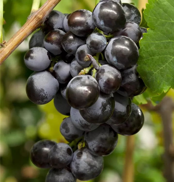 Tafeltraube 'Erdbeertraube'