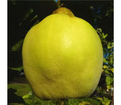 Süßquitte 'Ayva' Süßquitte 'Ayva'