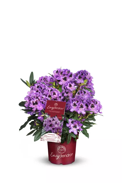 Rhododendron Hybr. i.s. INKARHO, EASYdendron in Sorten im Pflanzenshop