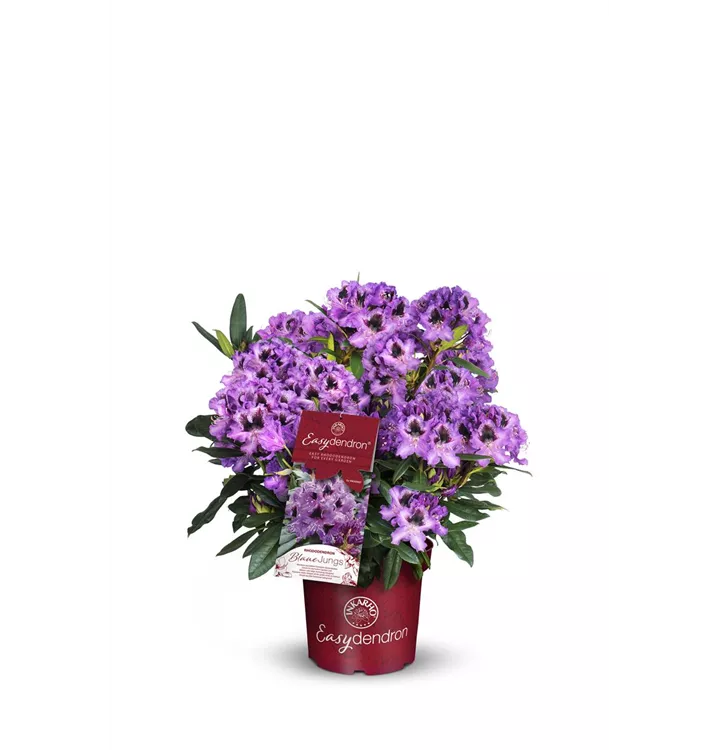 aloe for eyes Aloe Firming Eye Cream - *Back in Stock mid-June 2026*