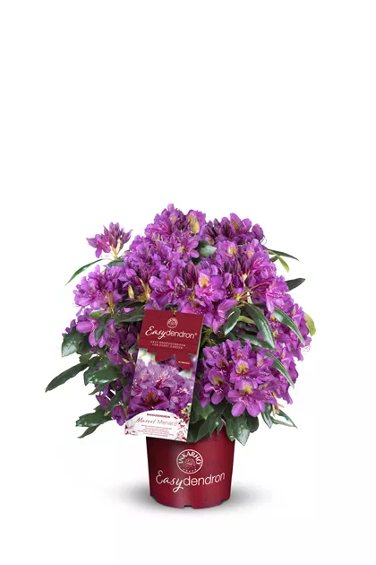 Rhododendron Hybr. i.s. INKARHO, EASYdendron in Sorten im Pflanzenshop