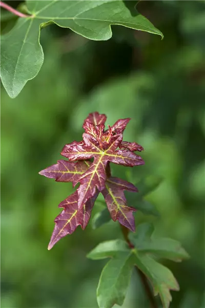 Acer campestre Feld-Ahorn