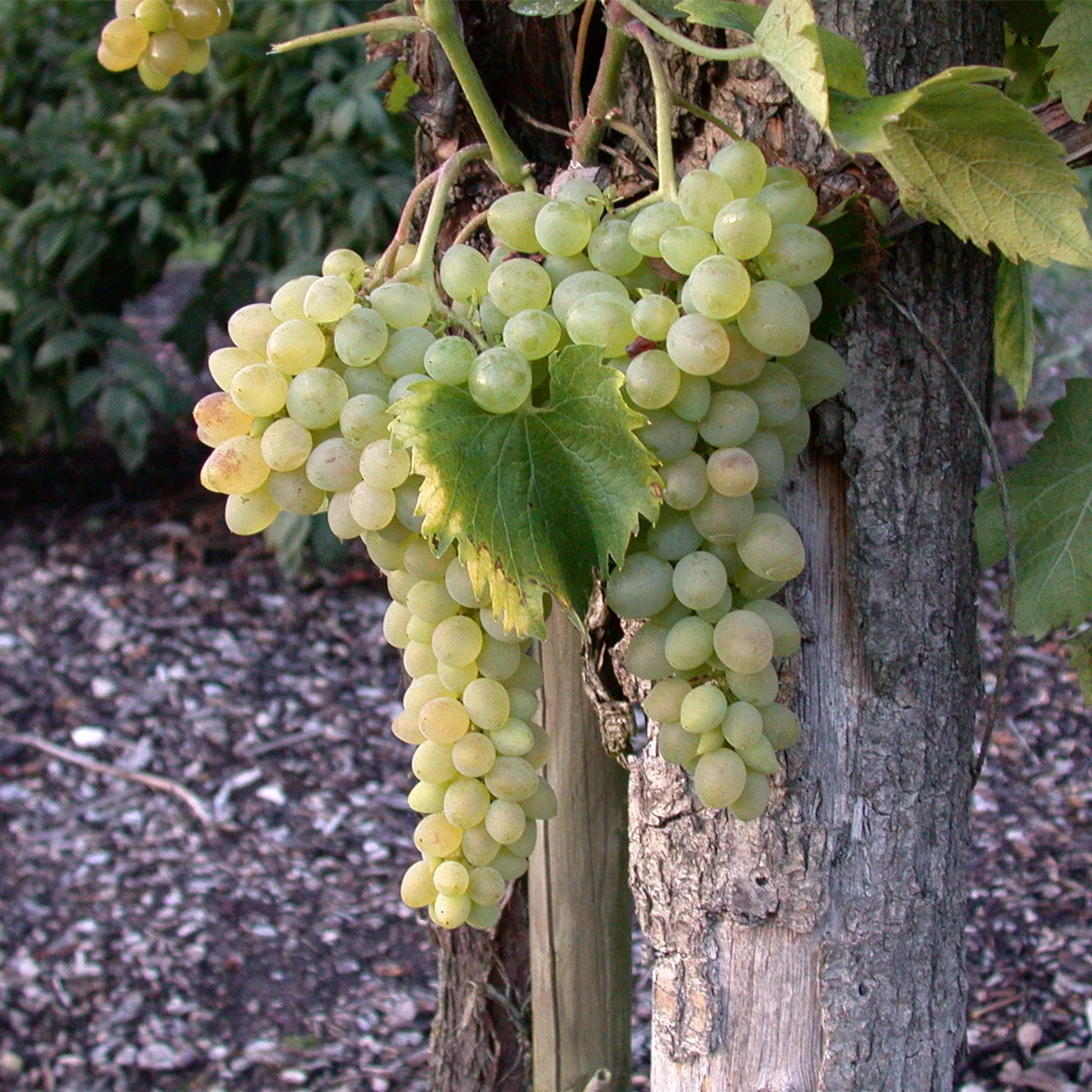 Vitis vinifera 'Solaris'