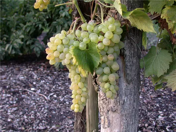 Vitis vinifera 'Solaris' Edelwein 'Solaris'