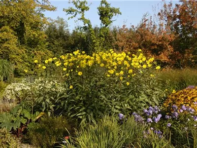 Langlebige Sonnenstauden für den Garten