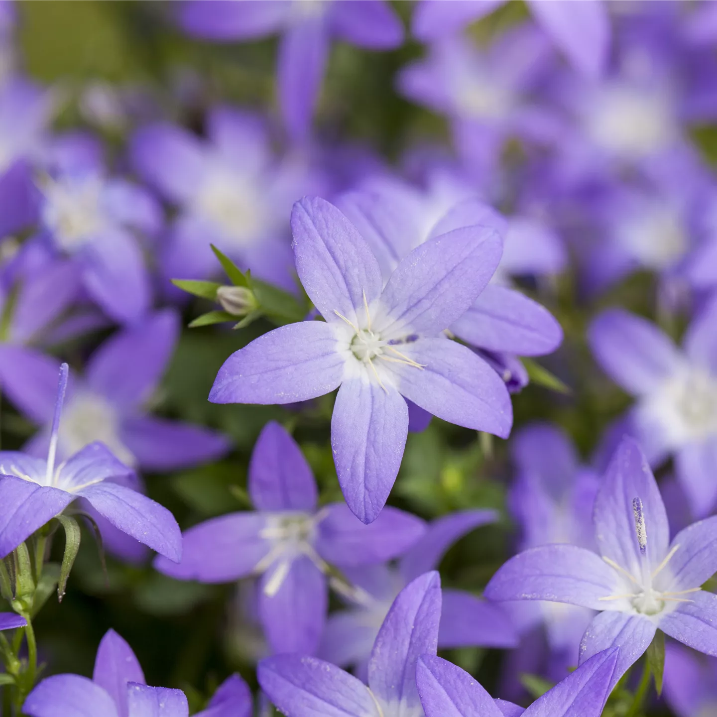 Campanula garganica