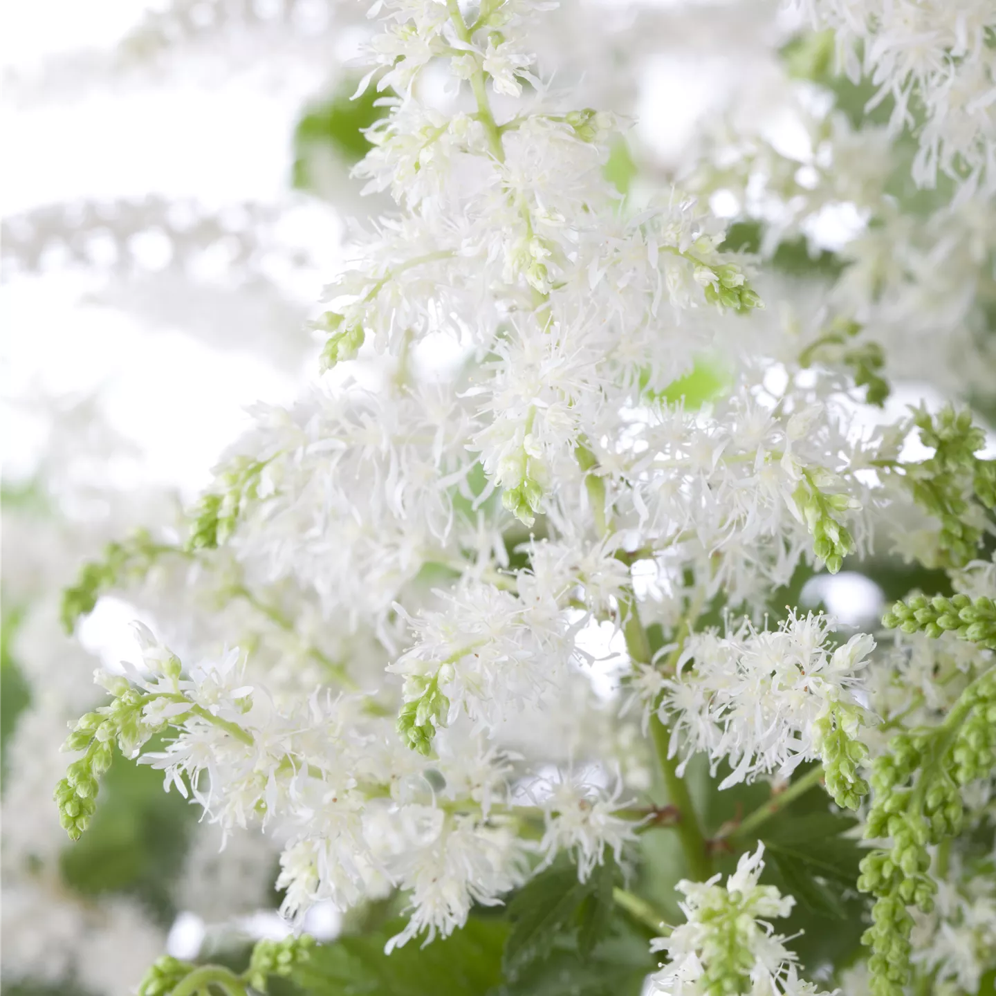 Astilbe x arendsii 'Brautschleier'