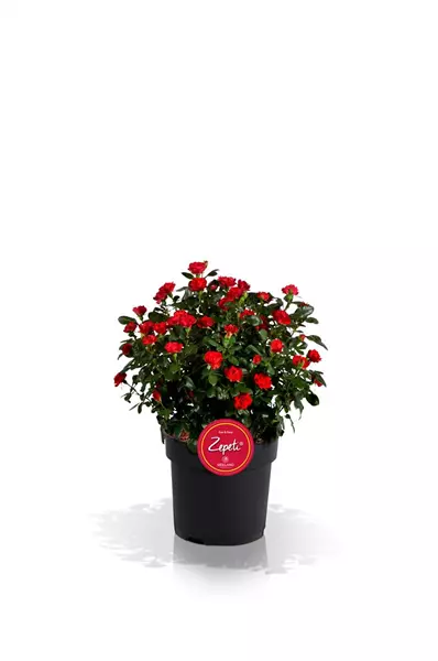 Rosa 'Zepeti'  -R-                 BDR Rose `Zepeti´ (R)