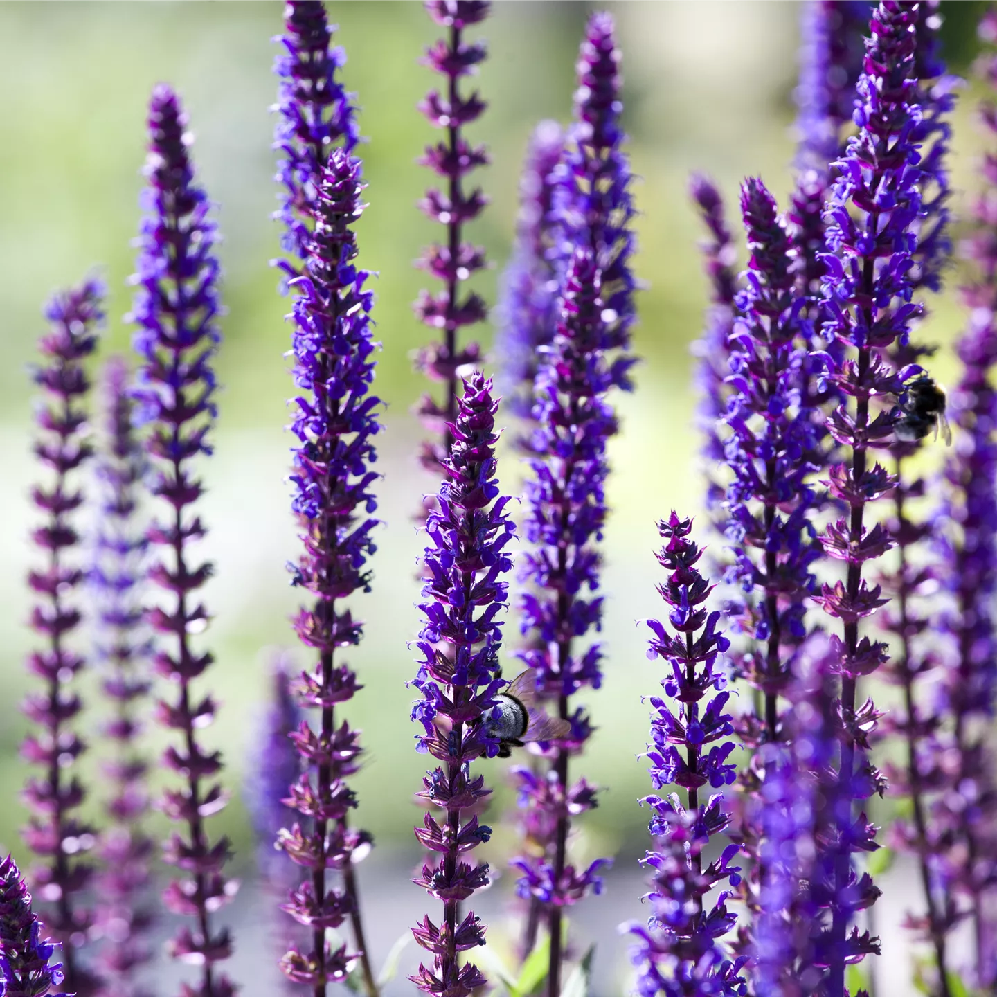 Salvia nemorosa 'Sensation Deep Blue' -R-