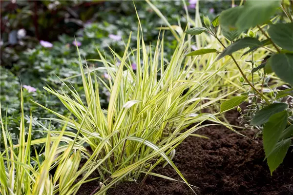Hakonechloa macra 'Aureola' Gold-Japan-Berggras