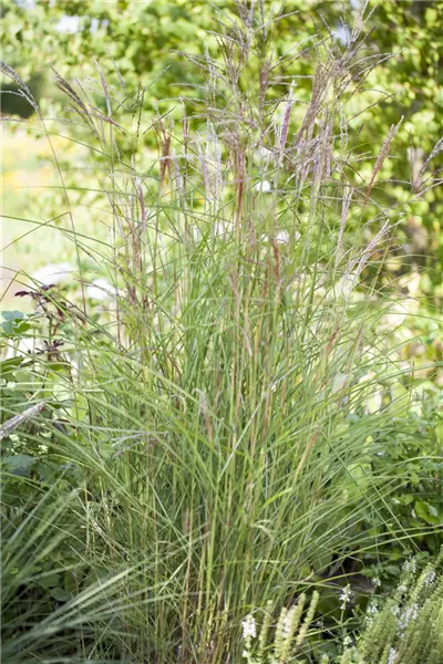Miscanthus sinensis 'Kleine Fontäne' China-Schilf