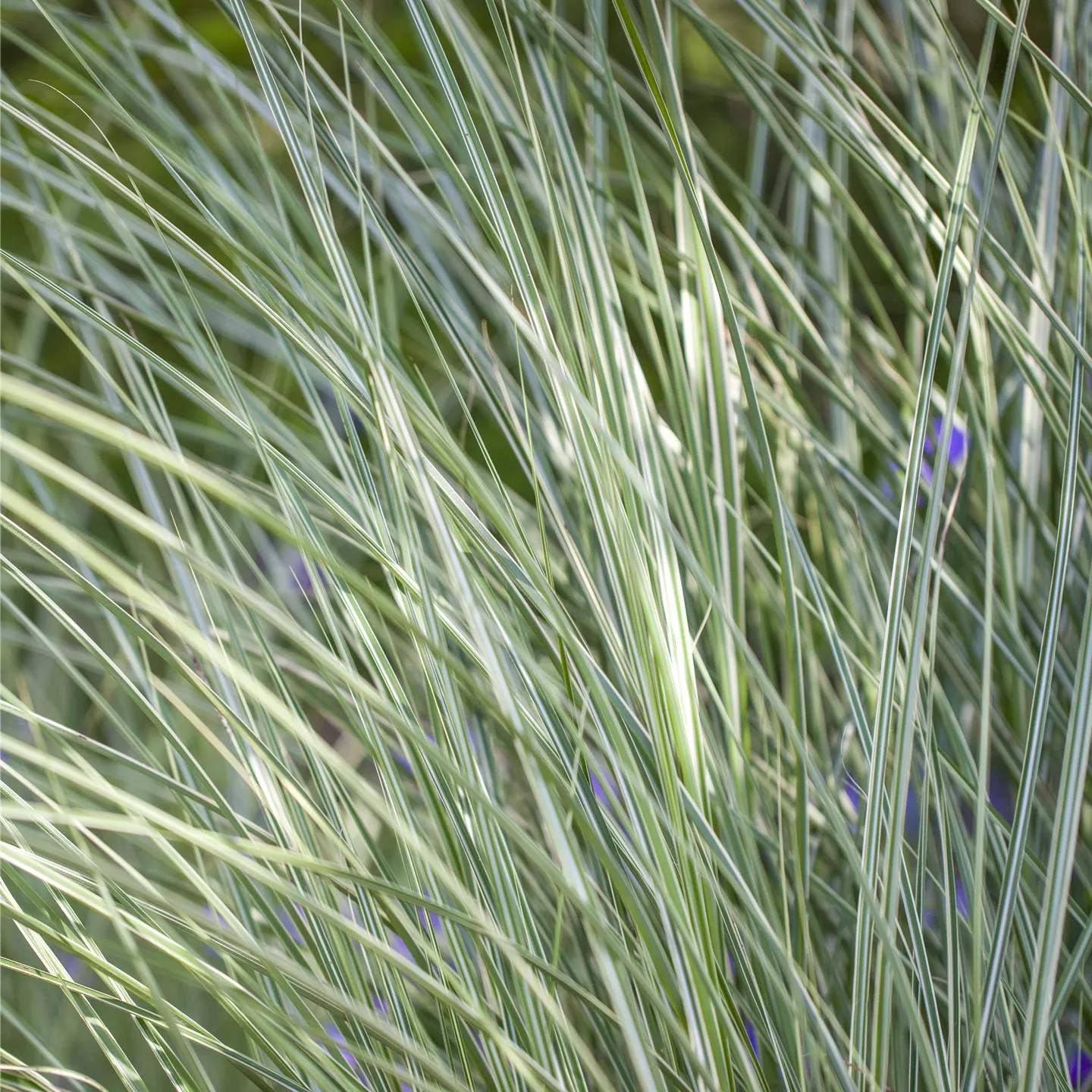 Miscanthus sinensis 'Morning Light'