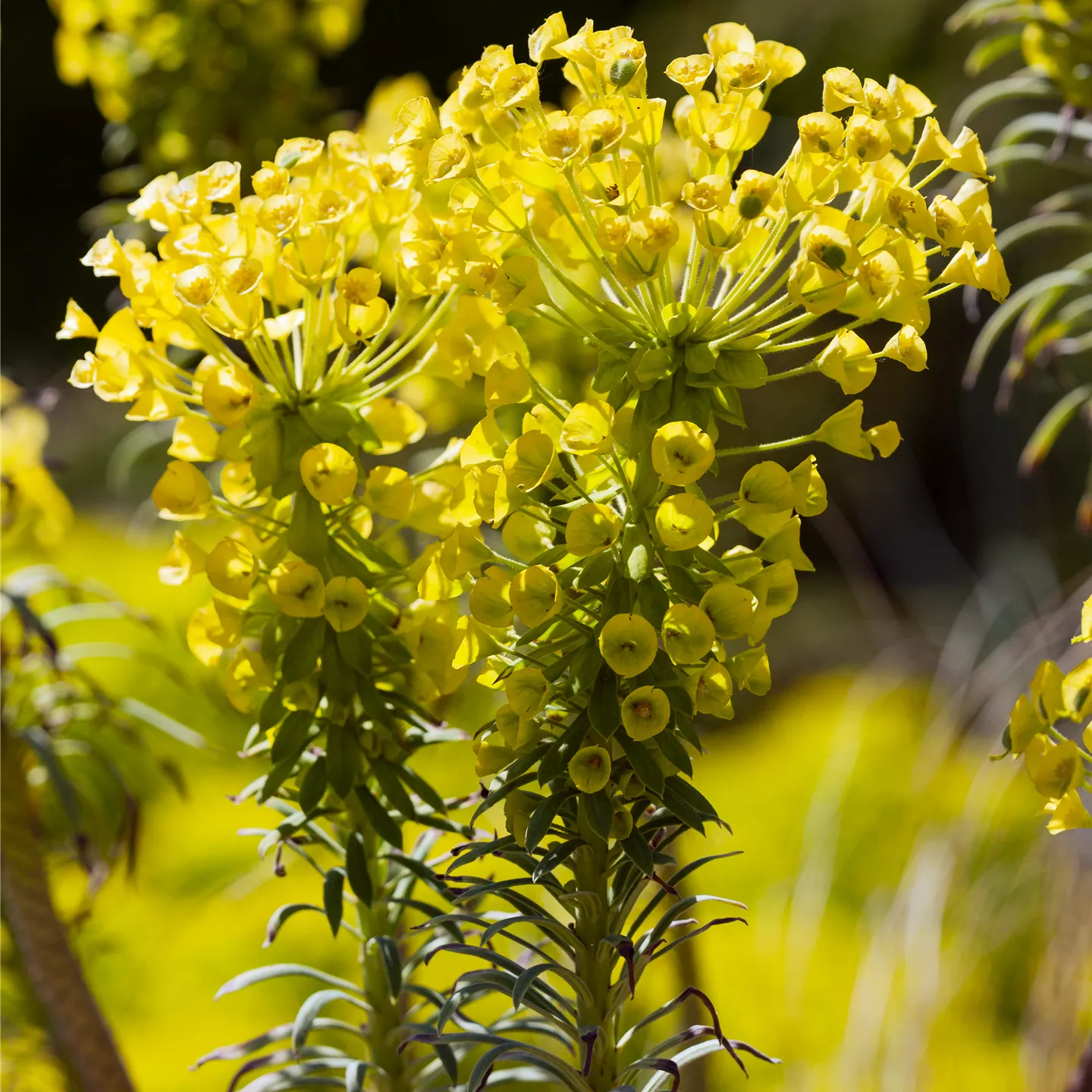 Euphorbia characias ssp.wulfenii