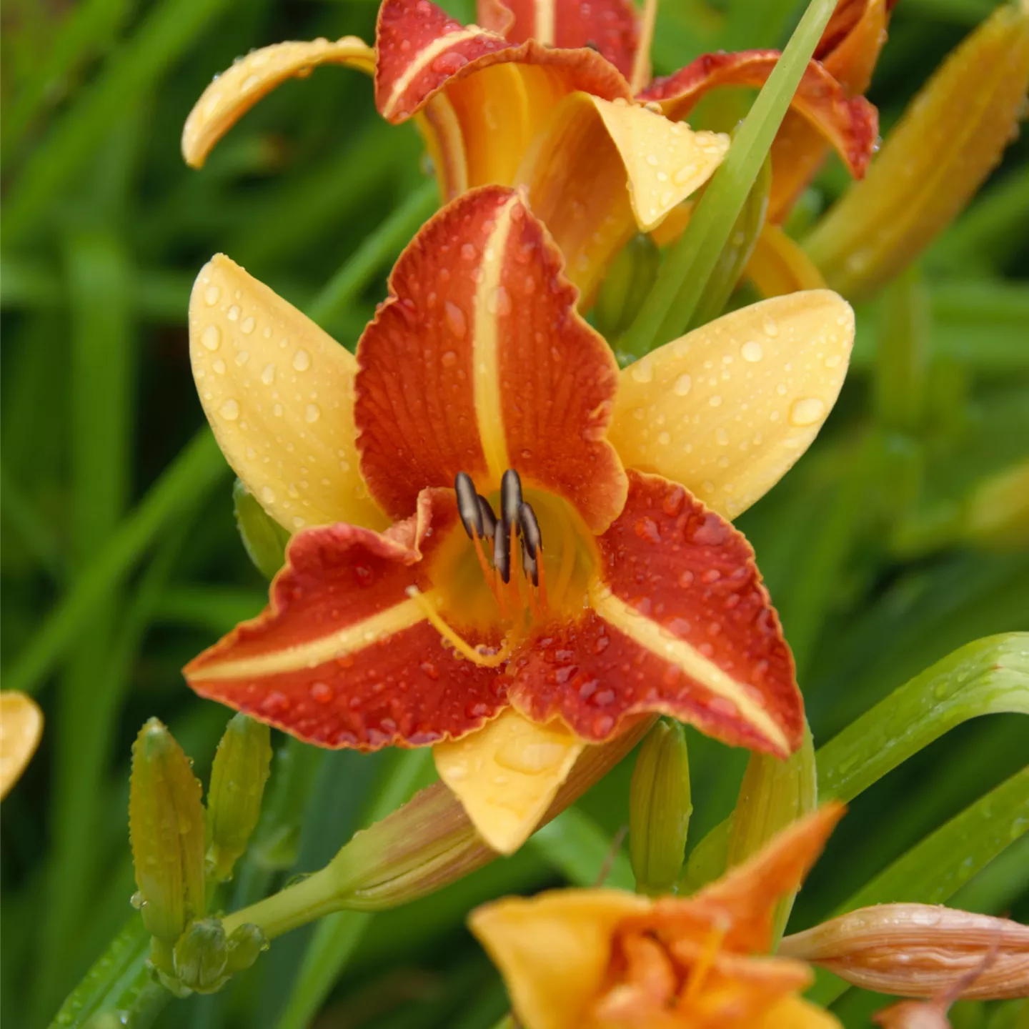 Hemerocallis x cult.'Frans Hals'