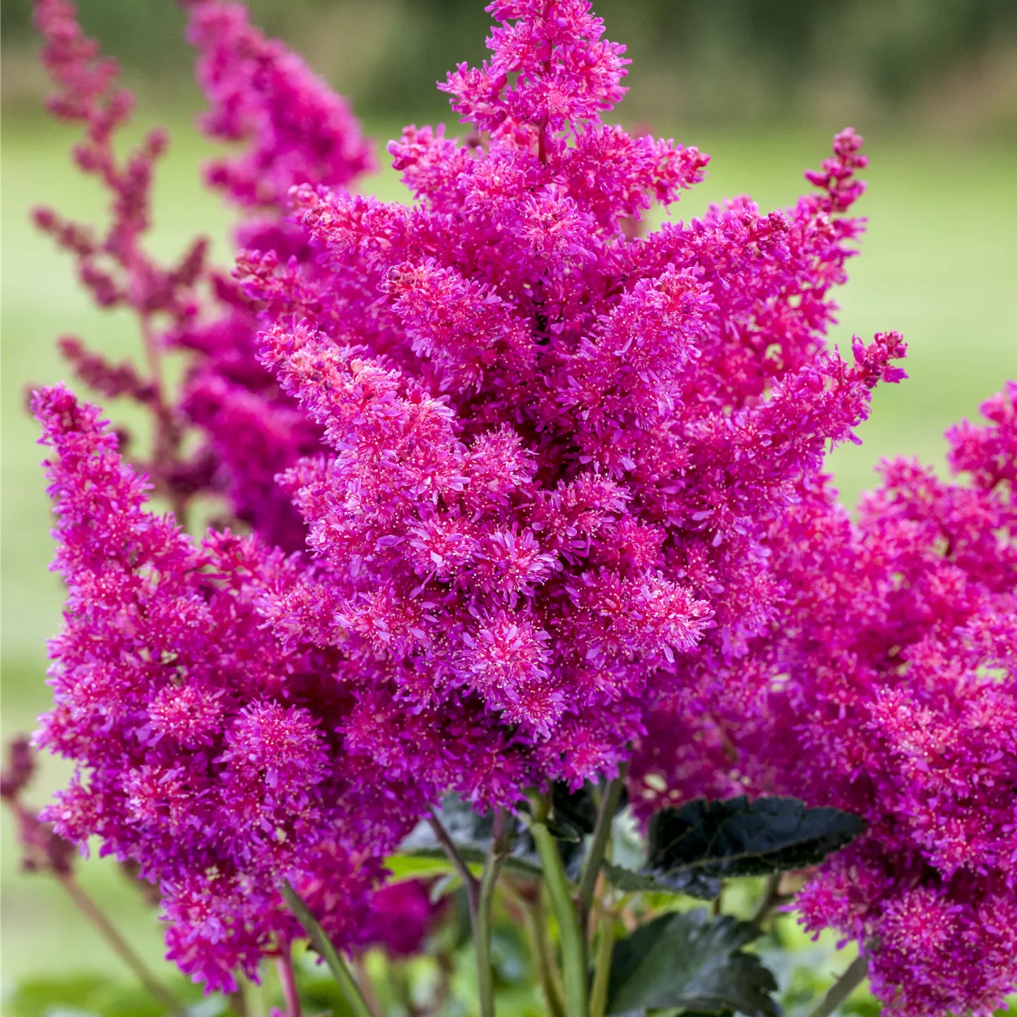 Astilbe x cult.'Younique Pink' -R-