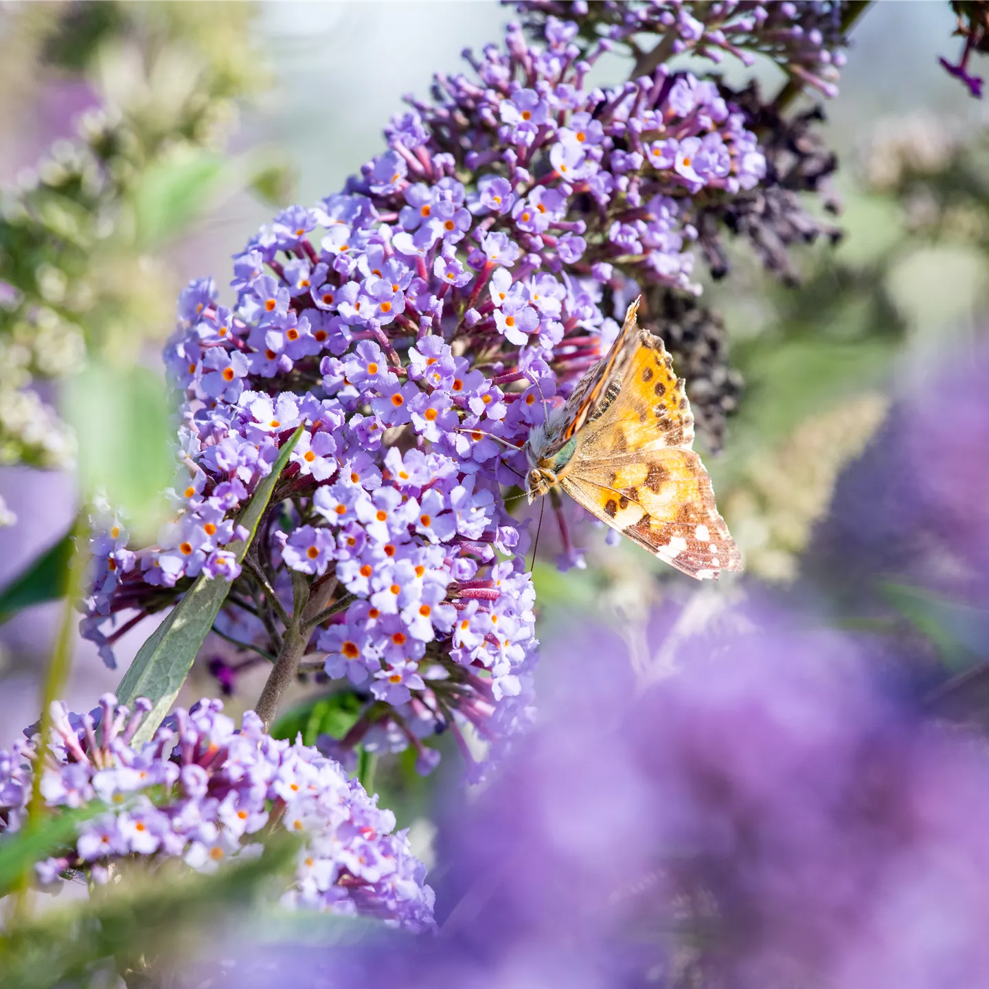 Buddleja davidii 'Lochinch'