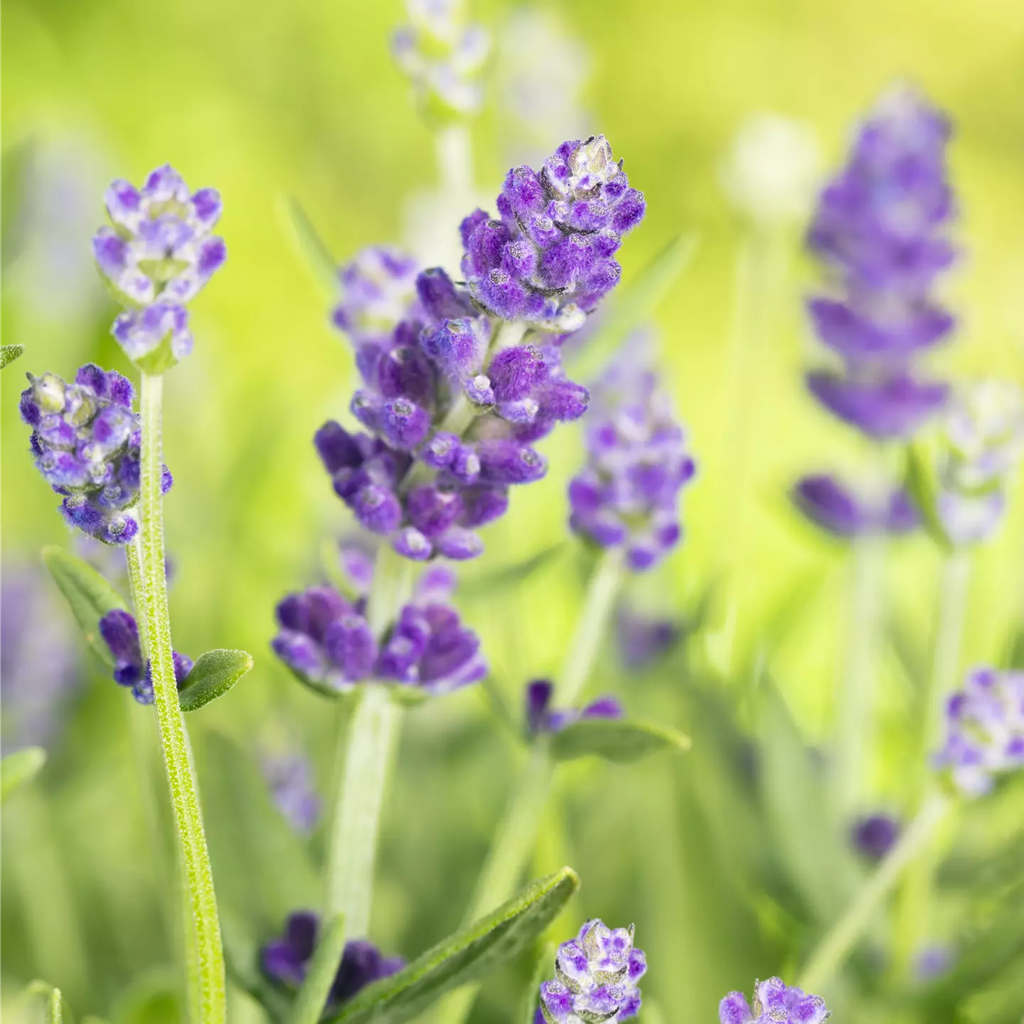 Lavandula x intermedia 'Essence Purple'