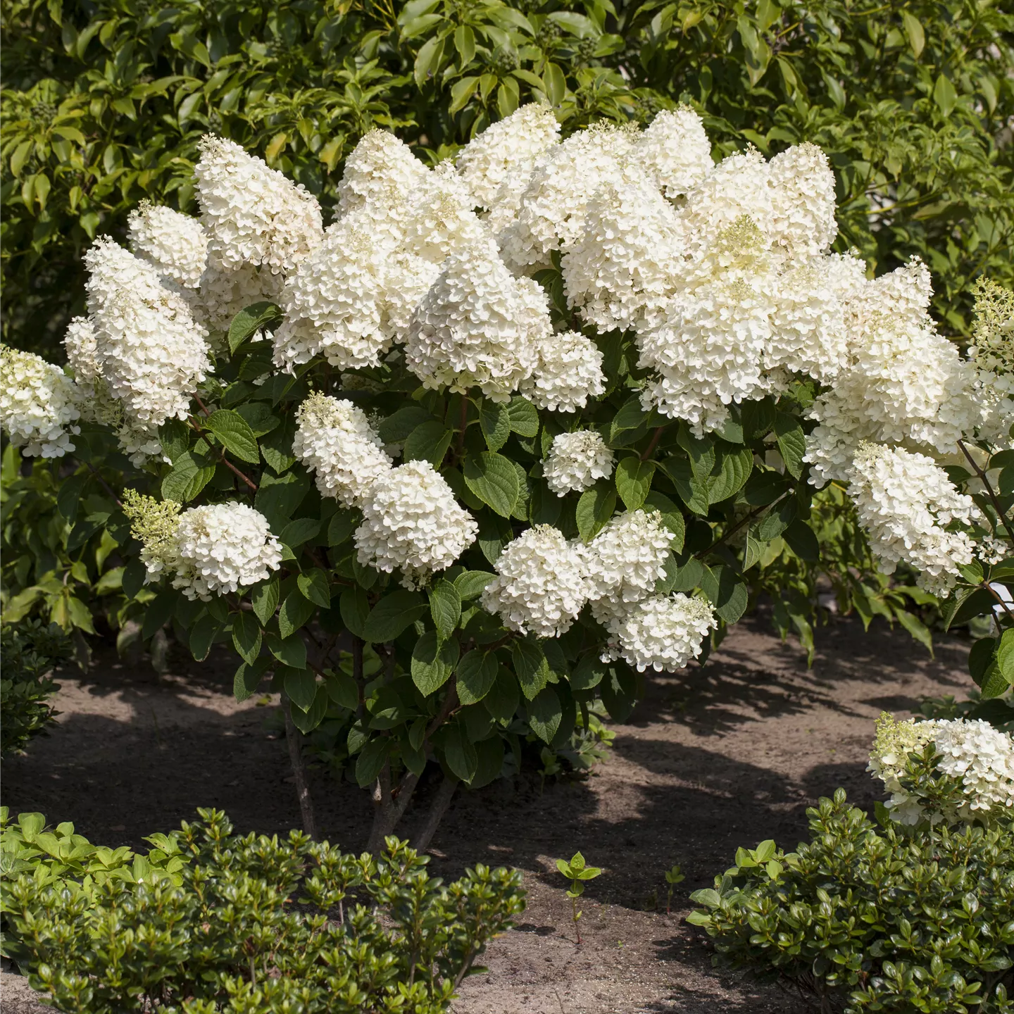 Hydrangea panic. 'Silver Dollar'