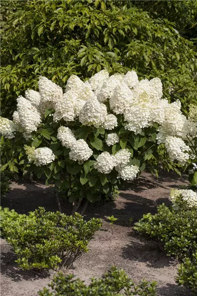 Hydrangea panic. 'Silver Dollar' Rispenhortensie