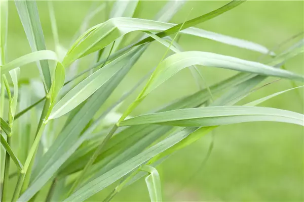 Panicum virgatum 'Hänse Herms' Braunrote Ruten-Hirse