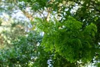 Nadelgehölze einpflanzen und den Garten immergrün gestalten
