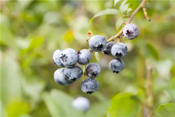 Vaccinium corymb.'Elizabeth'           CAC Heidelbeere 'Elisabeth