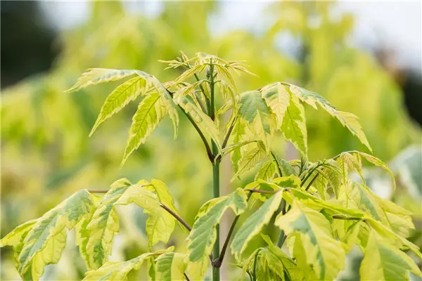 Acer negundo 'Aureo-variegatum' Goldeschen-Ahorn