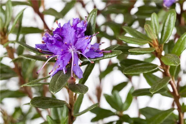 Rhododendron impeditum 'Azurika' Kleinblättr.Rhododendron 'Azurika'