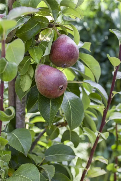 Pyrus com.'Rote Williams Christ'       CAC Birne