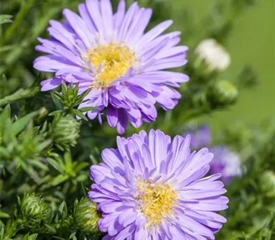 Kissen-Aster