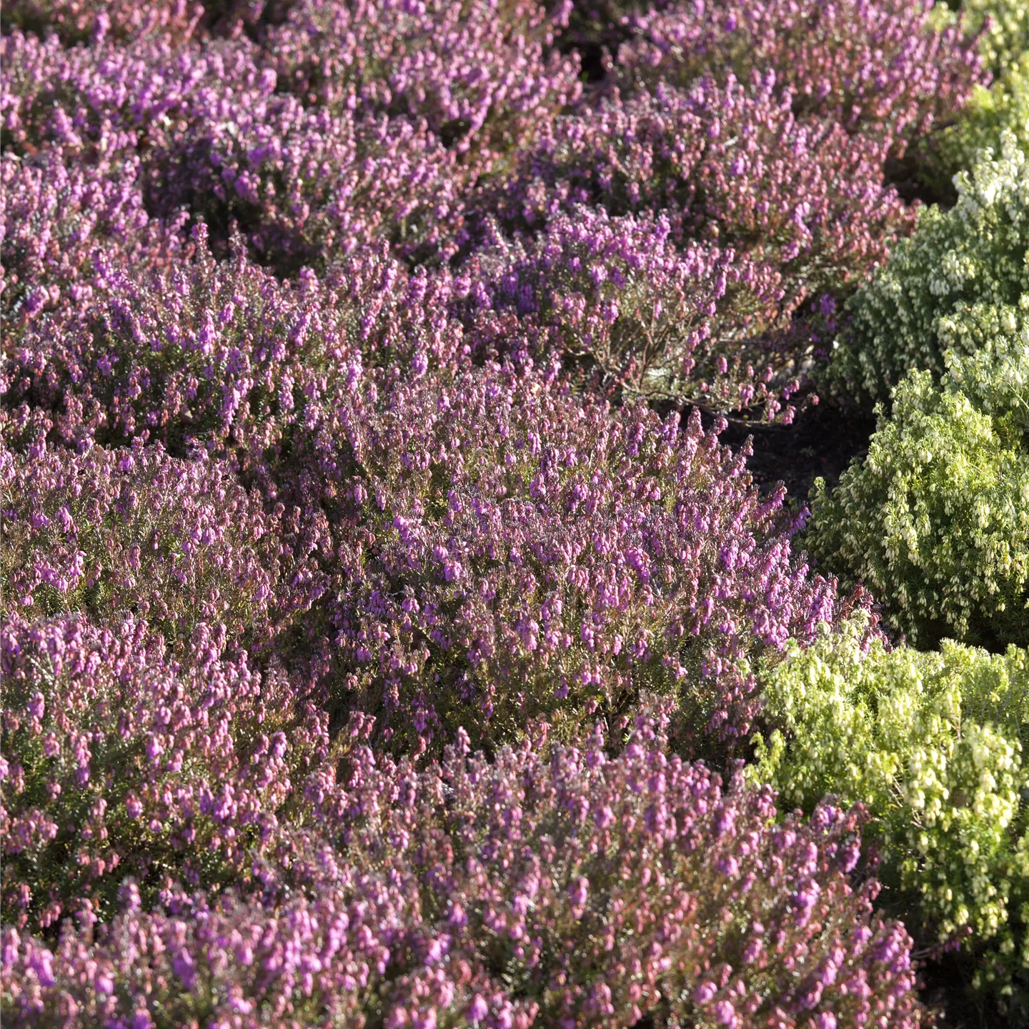 Erica carnea 'Winterfreude' Erica carnea 'Winterfreude'