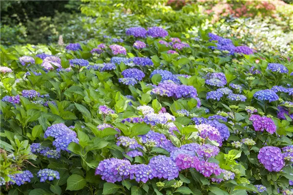 Hydrangea m.  i.S. Bauern-Hortensie