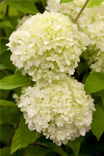 Hydrangea panic. 'Limelight'  -S- Rispen-Hortensie
