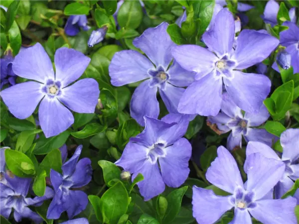 Vinca minor 'Marie'  -R- Immergrün