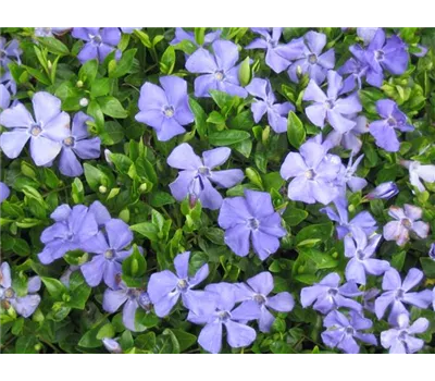 Immergrün 'Anna' -S-