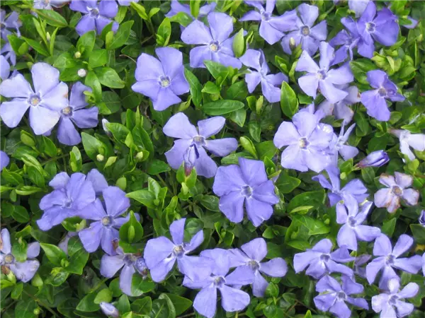 Vinca minor 'Anna'  -R- Immergrün 'Anna'  -S-