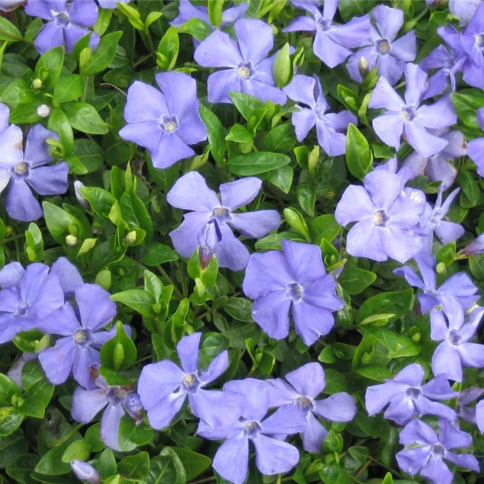Vinca minor 'Anna' -R-